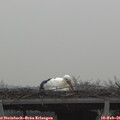 08_50-mast.jpg