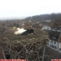 08_50-nest.jpg