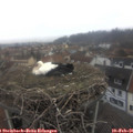 08_55-nest.jpg