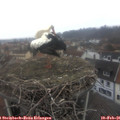 09_00-nest.jpg
