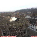 09_10-nest.jpg