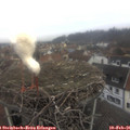 09_20-nest.jpg
