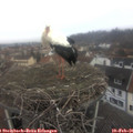 09_30-nest.jpg