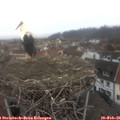 09_45-nest.jpg