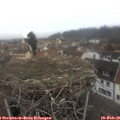 09_50-nest.jpg