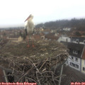 10_00-nest.jpg