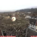10_20-nest.jpg