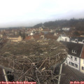 10_45-nest.jpg