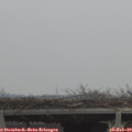 10_50-mast.jpg