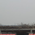 10_55-mast.jpg