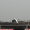11_00-mast.jpg