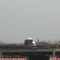 11_05-mast.jpg
