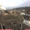 11_10-nest.jpg