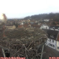 11_25-nest.jpg