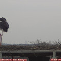11_50-mast.jpg