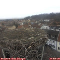 12_00-nest.jpg