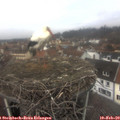 12_40-nest.jpg