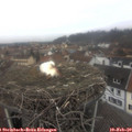 12_45-nest.jpg