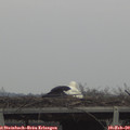 13_05-mast.jpg