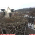 13_15-nest.jpg