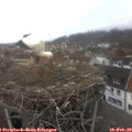 13_20-nest.jpg