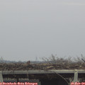 13_25-mast.jpg