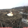 13_25-nest.jpg