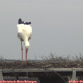 13_30-mast.jpg