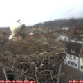 13_30-nest.jpg