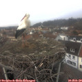13_50-nest.jpg