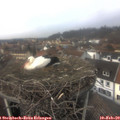 13_55-nest.jpg