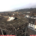 14_00-nest.jpg