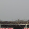 14_10-mast.jpg