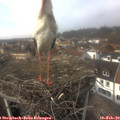 14_10-nest.jpg