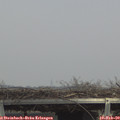 14_15-mast.jpg