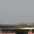 14_20-mast.jpg