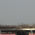 14_25-mast.jpg