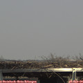 14_50-mast.jpg