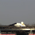 15_20-mast.jpg