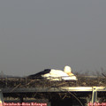 15_25-mast.jpg