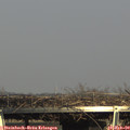15_45-mast.jpg