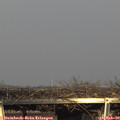 16_10-mast.jpg