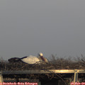 16_20-mast.jpg
