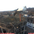 16_40-nest.jpg