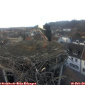 16_45-nest.jpg