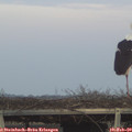 16_50-mast.jpg