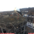 16_50-nest.jpg