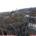16_55-nest.jpg