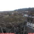 17_00-nest.jpg