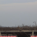 17_10-mast.jpg